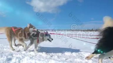 狗所<strong>驾驭</strong>的狗会滋生带有人的哈士奇拉力雪橇，慢动作，视频循环